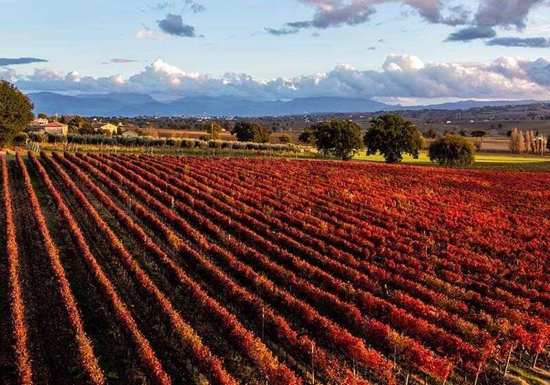 vigneti di sagrantino di Montefalco