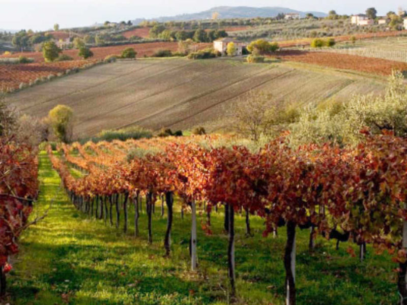 vigneto sagrantino di montefalco